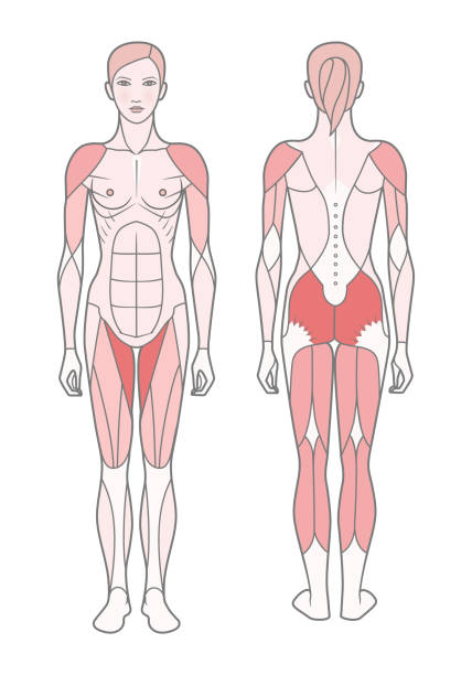 illustrazioni stock, clip art, cartoni animati e icone di tendenza di figura della donna, lo schema dei muscoli addestrati di base. - latissimus dorsi illustrations