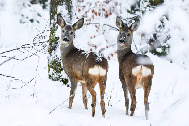 istock Roe Deer (Capreolus capreolus) in the forest. Bieszczady Mountains. 1089303666