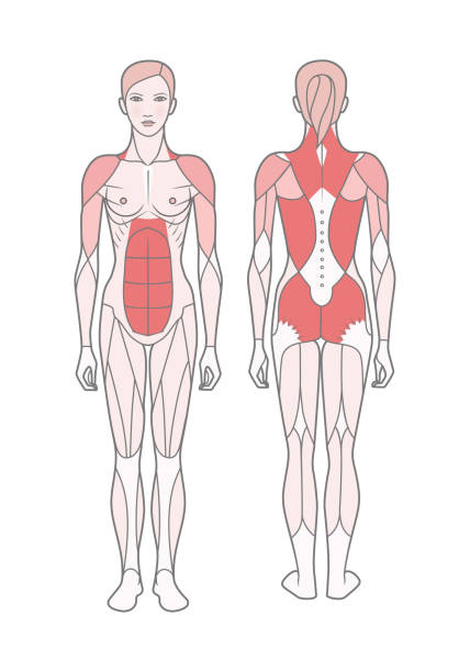 여자, 기본 훈련을 받은 근육의 체계의 그림. - latissimus dorsi illustrations stock illustrations