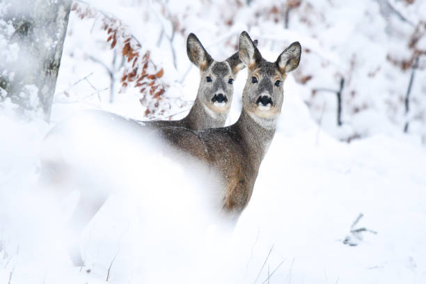 istock Roe Deer (Capreolus capreolus) in the forest. Bieszczady Mountains. 1089305366