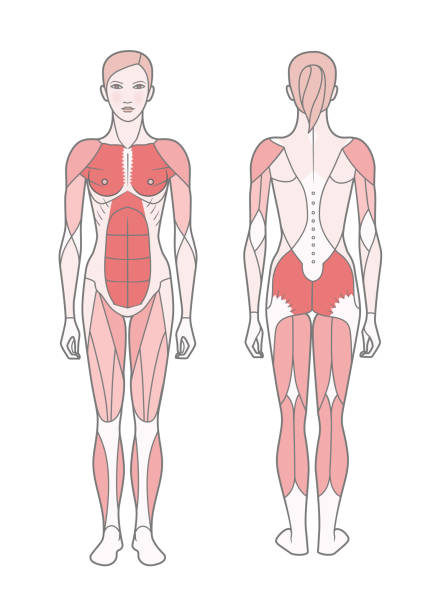 여자, 기본 훈련을 받은 근육의 체계의 그림. - latissimus dorsi illustrations stock illustrations