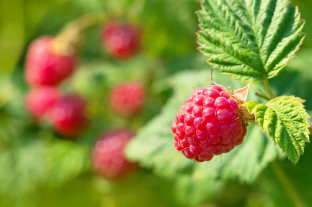 Natural background with ripe raspberries stock photo