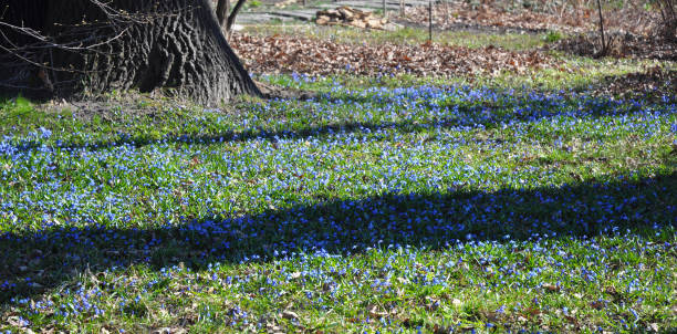 istock Beautiful first spring flowers scylla, scilla (Scilla siberica). 1089305686