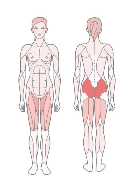 여자, 기본 훈련을 받은 근육의 체계의 그림. - latissimus dorsi illustrations stock illustrations