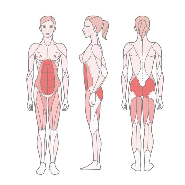 여자, 기본 훈련을 받은 근육의 체계의 그림. - latissimus dorsi illustrations stock illustrations