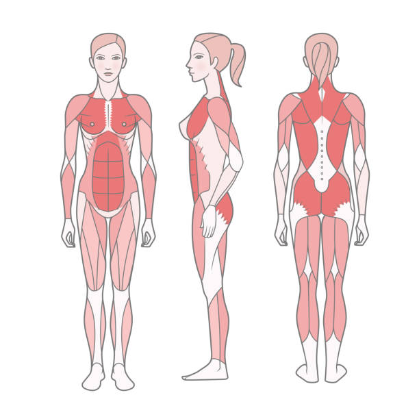 여자, 기본 훈련을 받은 근육의 체계의 그림. - latissimus dorsi illustrations stock illustrations