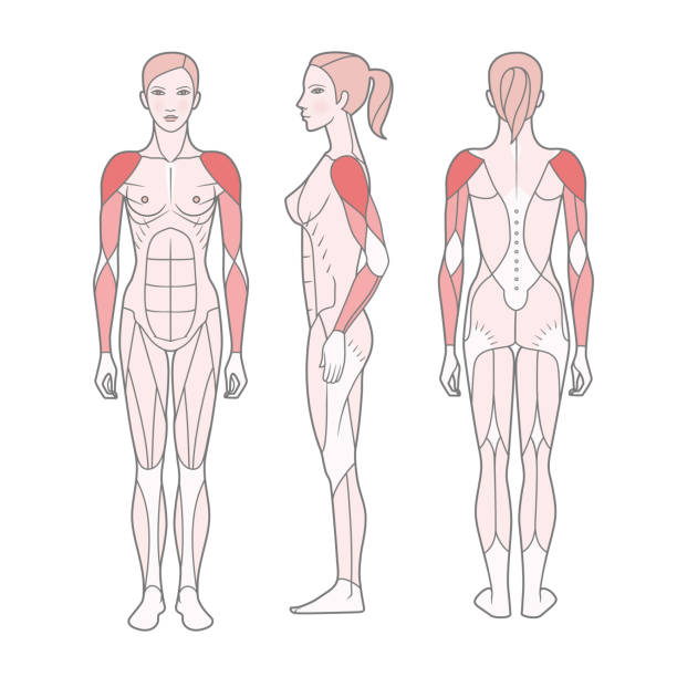 illustrazioni stock, clip art, cartoni animati e icone di tendenza di figura della donna, lo schema dei muscoli addestrati di base. - latissimus dorsi illustrations