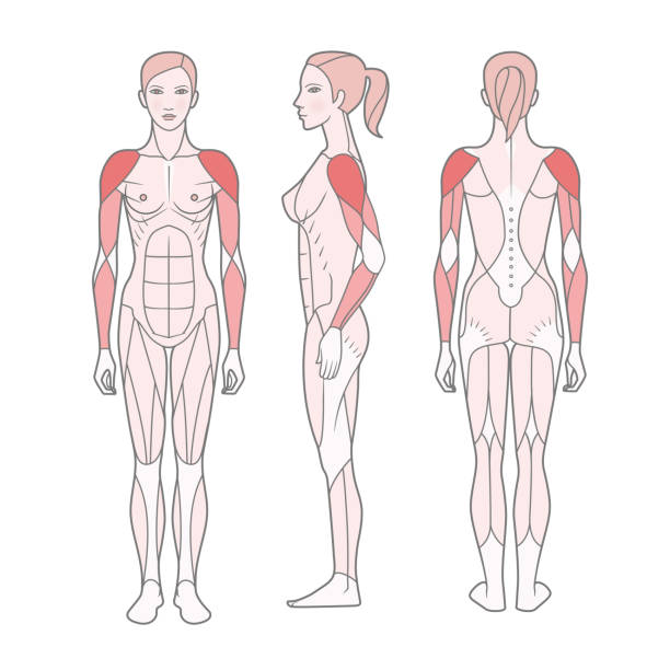 여자, 기본 훈련을 받은 근육의 체계의 그림. - latissimus dorsi illustrations stock illustrations