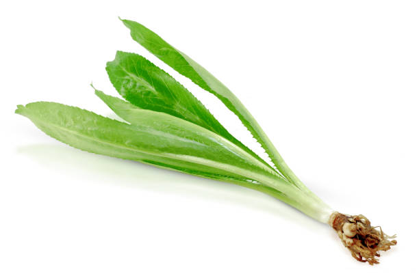 culantro, cilantro diente aislado sobre fondo blanco - long coriander fotografías e imágenes de stock