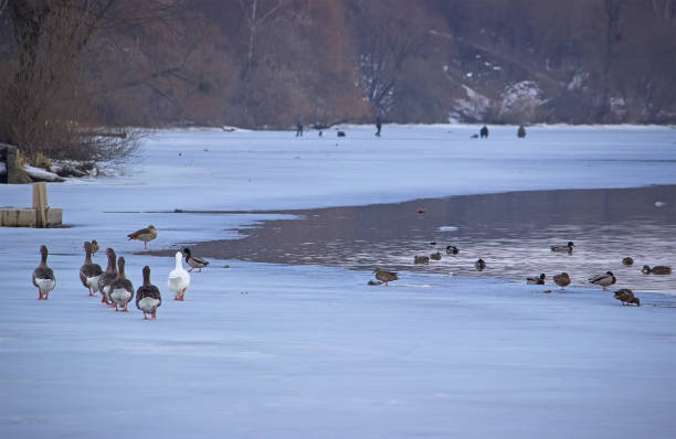 istock Ducks in the winter river looking for food. 1089310340