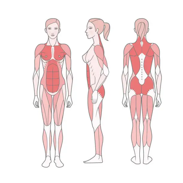 Vector illustration of Figure of the woman, the scheme of the basic trained muscles.