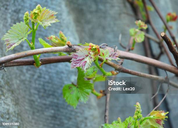 Canker And Anthracnose Grape Canker Deadarm Generally Refer To Many Different Plant Diseases Stock Photo - Download Image Now