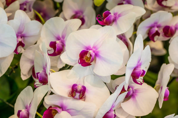 istock Close up white and purple orchid flower 1089311688