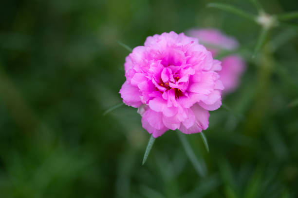istock Flower Pink Portulaca oleracea green background 1089311874