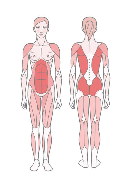 여자, 기본 훈련을 받은 근육의 체계의 그림. - latissimus dorsi illustrations stock illustrations