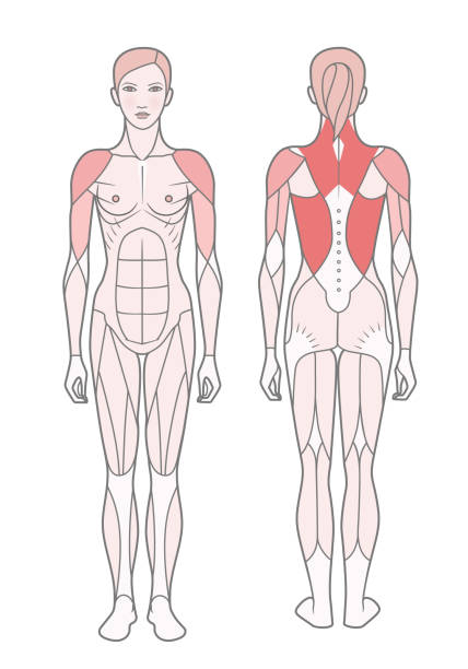 여자, 기본 훈련을 받은 근육의 체계의 그림. - latissimus dorsi illustrations stock illustrations