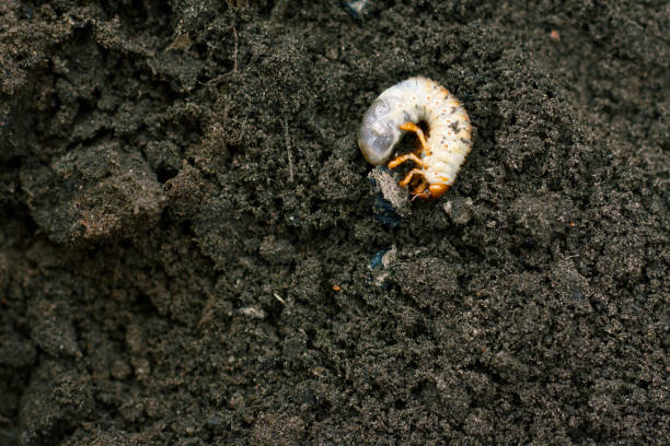 Larva. Vile disgusting maggot. Image of grub worms. Beetle larvae. Nasty insect. Pest root. Sickening animal. Larva. Vile disgusting maggot. Image of grub worms. Beetle larvae. Nasty insect. Pest root. Sickening animal. pub food stock pictures, royalty-free photos & images