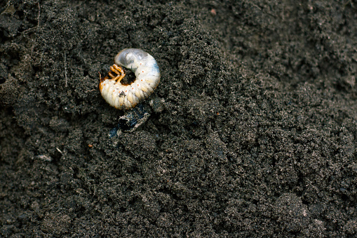 Larva. Vile disgusting maggot. Image of grub worms. Beetle larvae. Nasty insect. Pest root. Sickening animal.