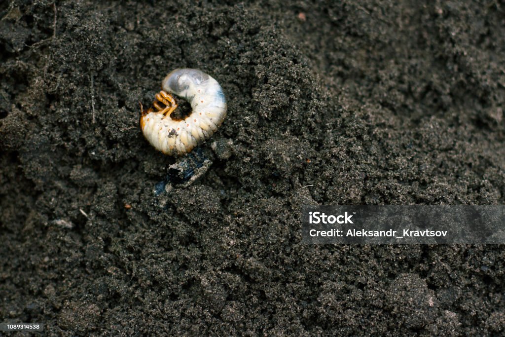 Larva. Vile disgusting maggot. Image of grub worms. Beetle larvae. Nasty insect. Pest root. Sickening animal. Pub Food Stock Photo
