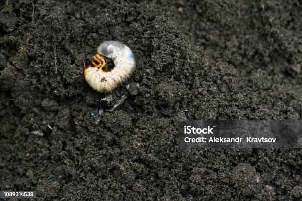Larva Vile Disgusting Maggot Image Of Grub Worms Beetle Larvae Nasty Insect Pest Root Sickening Animal Stock Photo - Download Image Now