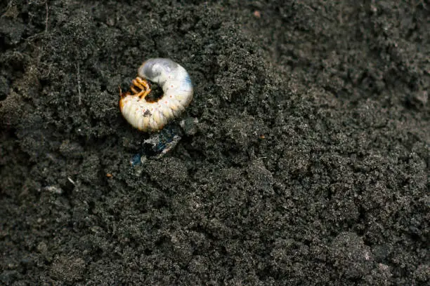 Photo of Larva. Vile disgusting maggot. Image of grub worms. Beetle larvae. Nasty insect. Pest root. Sickening animal.