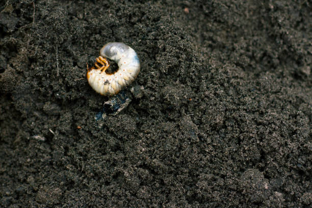 larva. vil verme nojento. imagem de comida de vermes. larvas de besouro. inseto desagradável. raiz de pragas. animal doentio. - comida de pub - fotografias e filmes do acervo