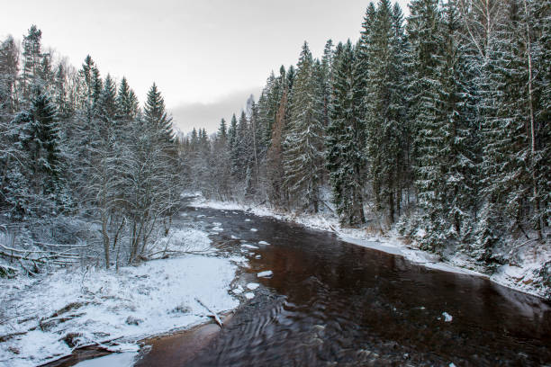 istock forest river in winter. Amata in Latvia 1089316912