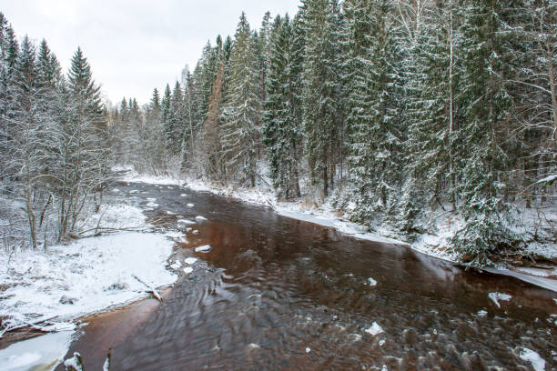 istock forest river in winter. Amata in Latvia 1089316918