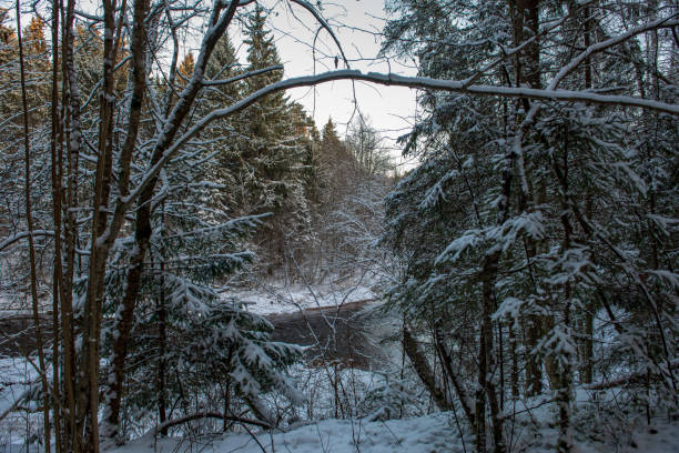 istock forest river in winter. Amata in Latvia 1089317010