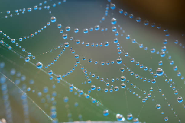istock Spider Web With Drops Of Water 1089319774
