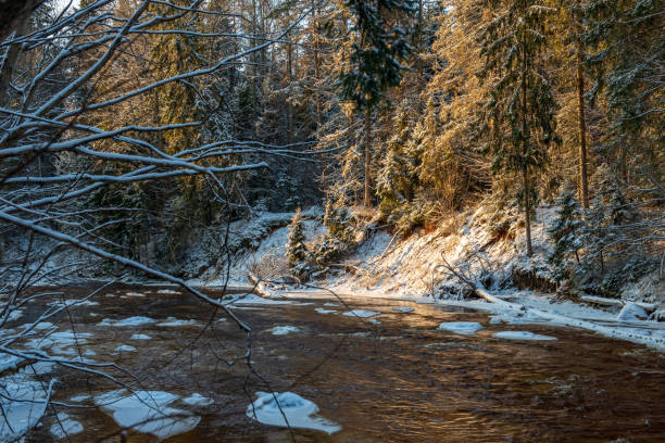 istock forest river in winter. Amata in Latvia 1089321038