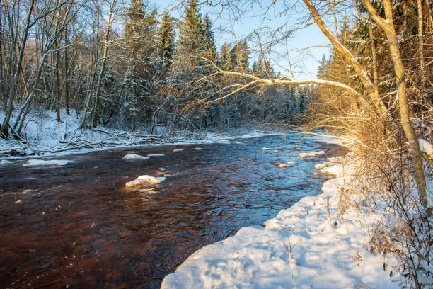 istock forest river in winter. Amata in Latvia 1089321120