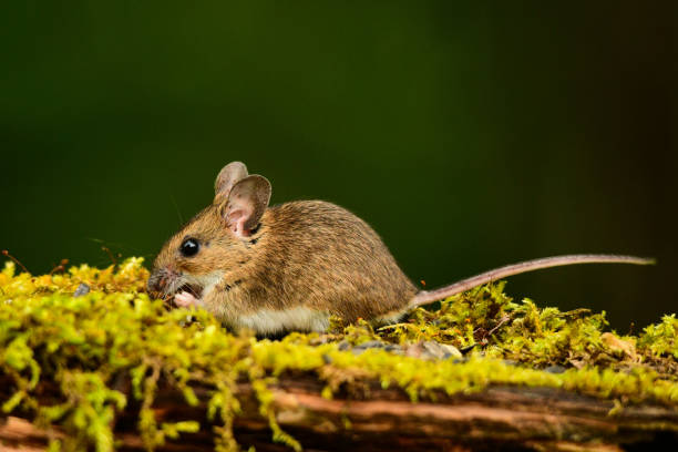 istock Yellow-necked Mouse / Apodemus flavicollis 1089321416