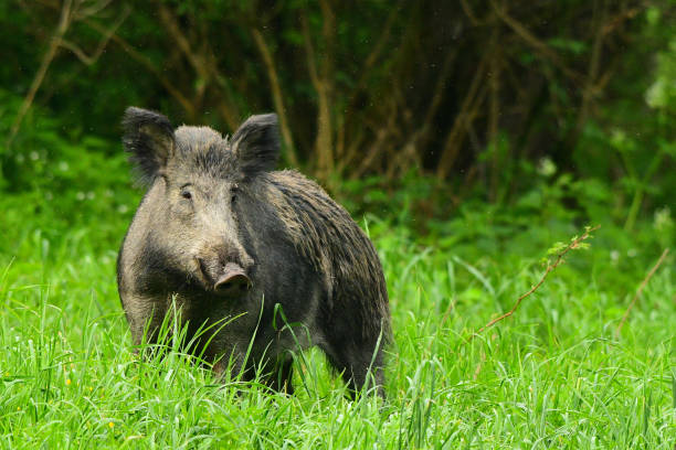 javalis (sus scrofa) no prado - domestic pig animals in the wild wild boar hunting - fotografias e filmes do acervo