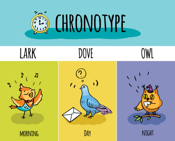 Typical of the person's daily activity. Vector illustration of chronotype of people. Biorhythm. Lark, pigeon, owl. Day and night activity bird. Typical of the person's daily activity. Vector illustration of chronotype of people. Biorhythm. Lark, pigeon, owl. Day and night activity bird. lark stock illustrations