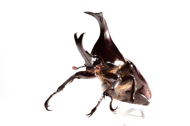 istock Bug of Rhinoceros beetle on white background 1089327592