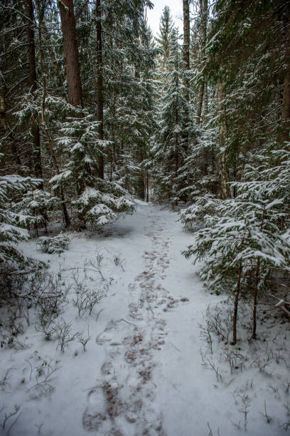 istock sunny winter day in snowy forest 1089328844