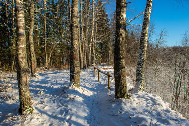 istock sunny winter day in snowy forest 1089329034