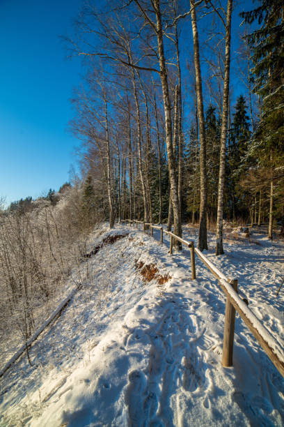 istock sunny winter day in snowy forest 1089329046