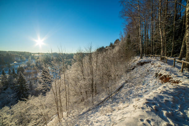 istock sunny winter day in snowy forest 1089329082