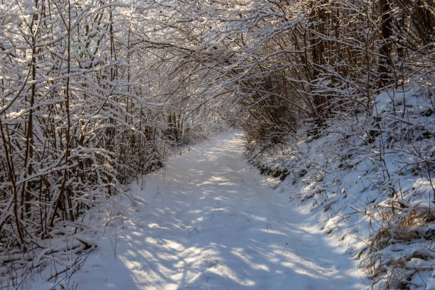 istock sunny winter day in snowy forest 1089329090