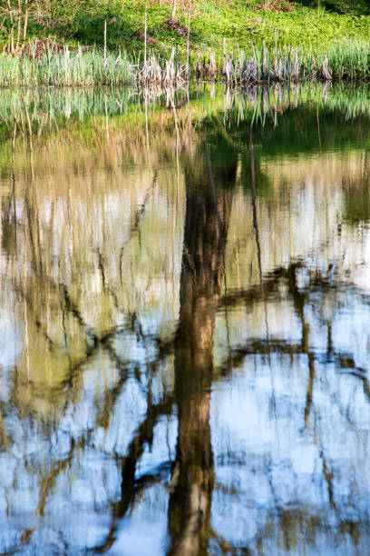 istock beautiful summer day at the lake, tree reflections in blue water 1089329446