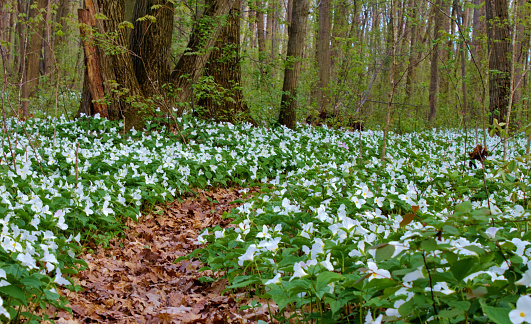 Field of trillium in a northern forest announces the arrival of spring to the northern USA