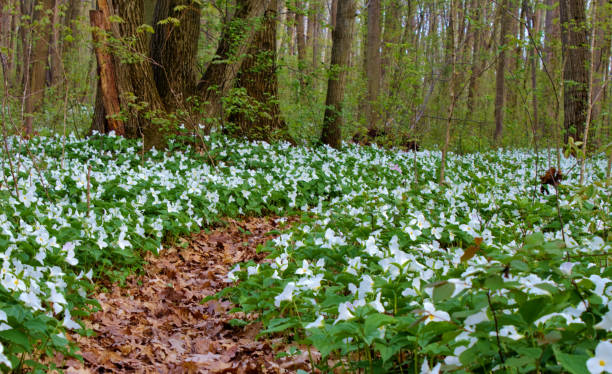 Spring Trillium Wildflowers Landscape In A Northern Boreal Forest Field of trillium in a northern forest announces the arrival of spring to the northern USA march month photos stock pictures, royalty-free photos & images