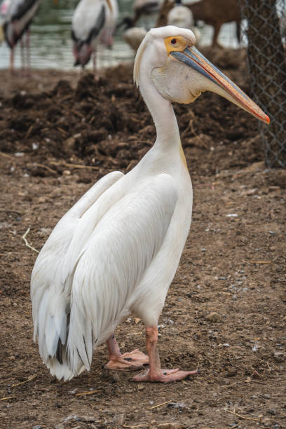 istock Great white pelican close-up 1089331988