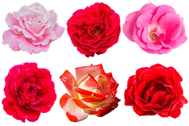 istock Set of flowers roses on a white background 1089332010