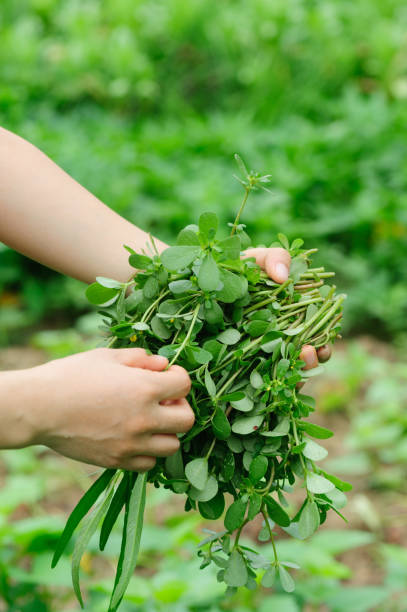 istock woman hand  picking herb at garden 1089332346
