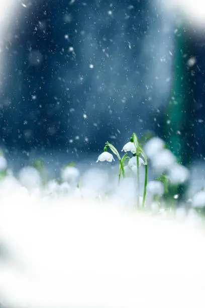 Leucojum vernum in snowfall. Also called spring snowflake is a perennial bulbous flowering plant species in the family Amaryllidaceae (the daffodil family). It native to central and southern Europe from Belgium to Ukraine