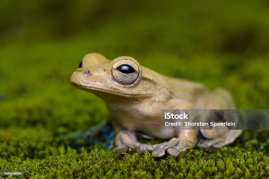 Überqueren Sie gebänderten Laubfrosch - Lizenzfrei Amphibie Stock-Foto