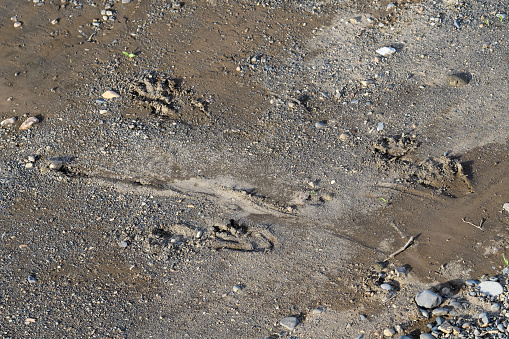 American crocodile tracks on the shore of the Tarcoles river in Costa Rica
